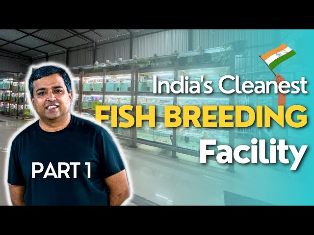 India Gills- India's Most Cleanest Fish Breeding Facility | Best4Pets.in - PART 1