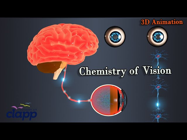 Chemistry of Vision, How vision possible (3D Animation)