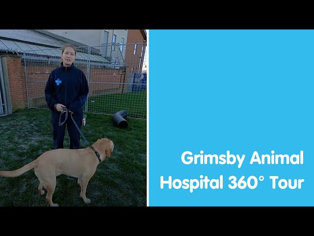 Blue Cross Animal Hospital Grimsby | 360 Video