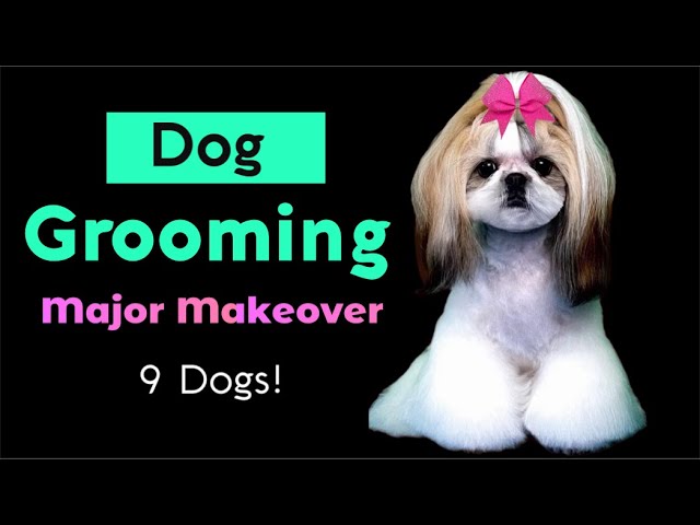 2/1/2025 Dog Grooming! Maltipoo, Morkie, Bichon, Malshi, Asian Fusion Shih Tzu, Schnauzer, Silky.