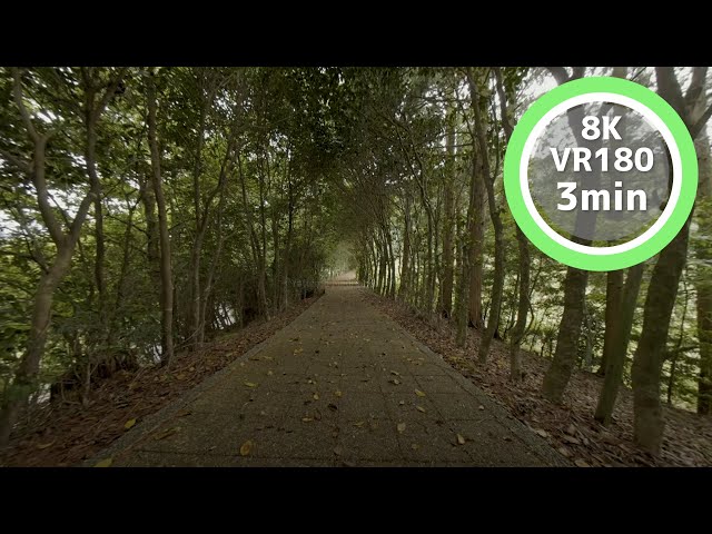 3 Min Meditation Road surrounded by trees VR180 8K Binaural ASMR