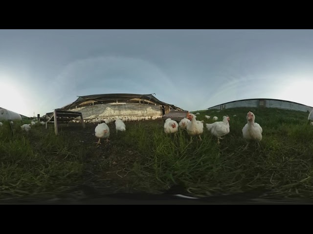 360 Degree Look at Free Range Outdoor Space