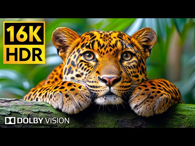 The Ultimate Wild Animals Collection - 16K HDR Video 120fps Dolby Vision #animals #bgm