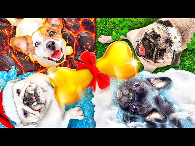 We Build Secret Rooms For 4 Elements’ Pets || We Adopted Fire,Water, Air and Earth Pets