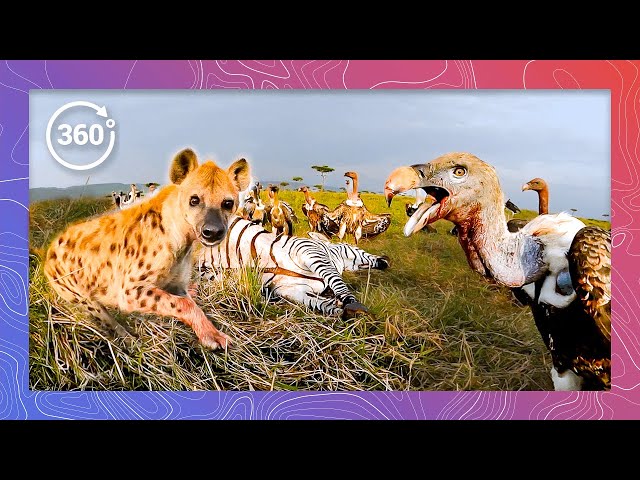 The Grim Meal: Hyenas and Vultures Chomp on a Zebra Carcass