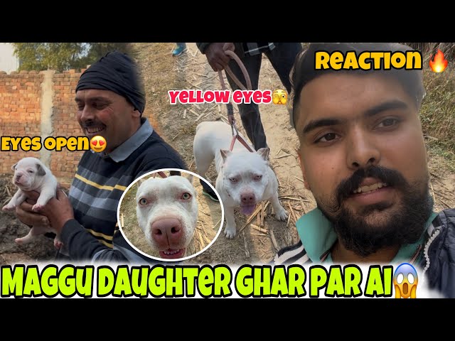 Maggu daughter ghar par aye😱sikandar puppy eyes open😍full reaction⚡️