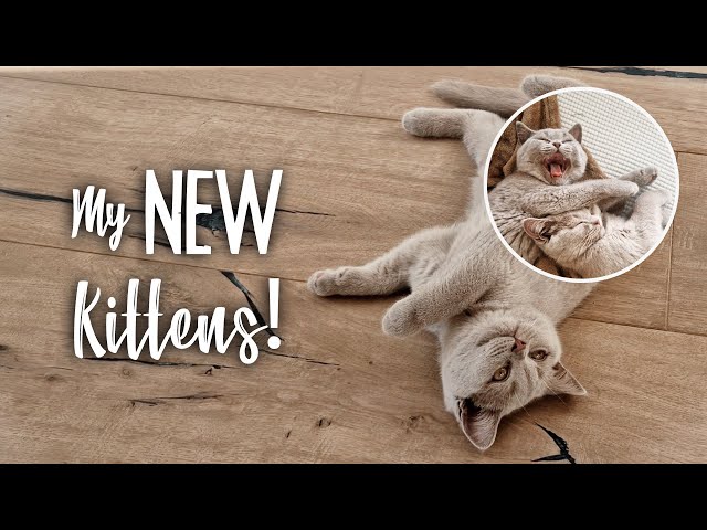 My new British Shorthair Kittens! 13 weeks old!