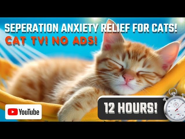 Calming sounds for Cats with separation anxiety. Anxious & lonely pets. Leave home worry free! 🙏🎉