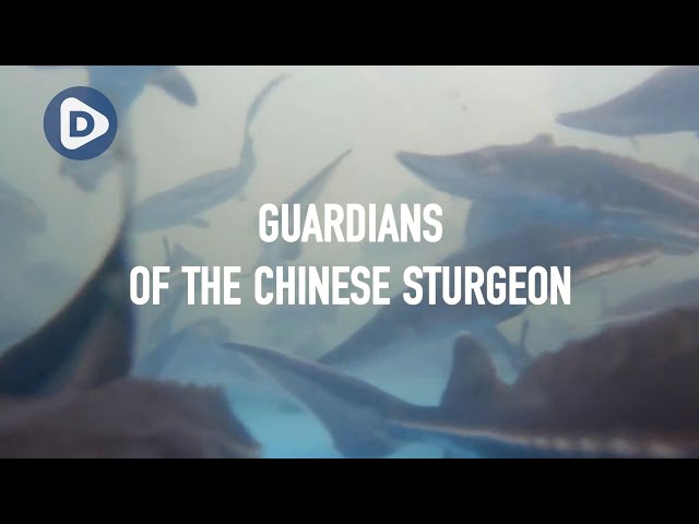 Guardians of the Chinese sturgeon