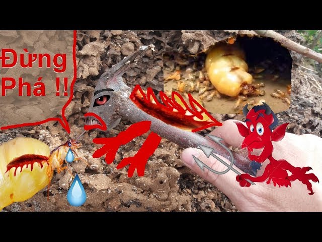 Phá Tổ Mối Chúa .Xem Xây Lại .Video Cận Cảnh Quá Trình Mối Thợ Xây Tổ .Termites building mound