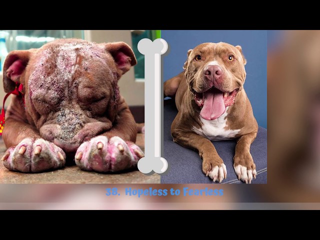 Grossest Dog Transformations - POWER of Love