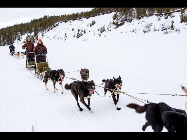 360 Degrees - Engholm Husky - 6 Day Dog Sledding Round Trip - Karasjok (Norway)