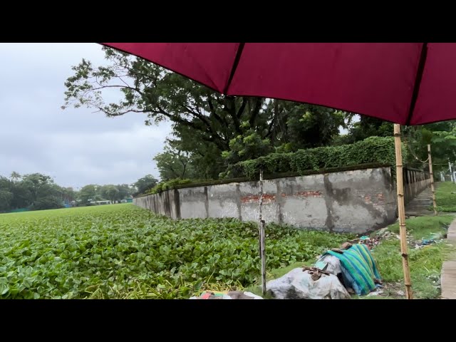 Light Rain Gently Falling on an Umbrella