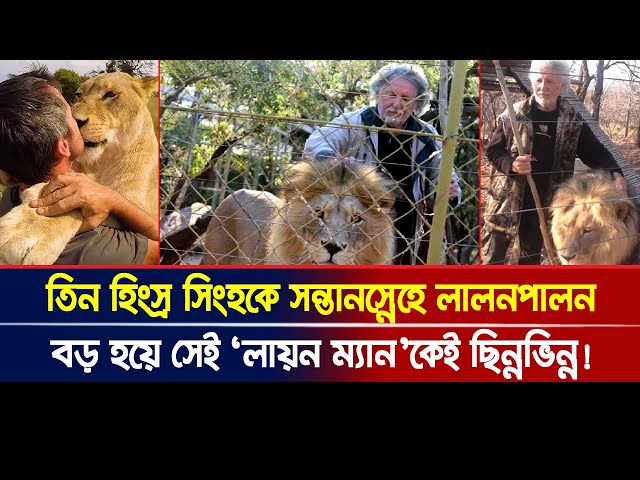 তিন হিং*স্র সিংহকে সন্তানস্নেহে লালনপালন, বড় হয়ে সেই ‘লায়ন ম্যান’কেই ছি*ন্নভি*ন্ন!। Ajker Khobor