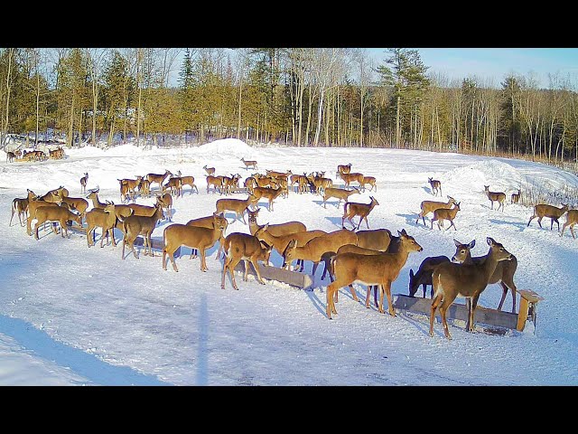 Brownville's Food Pantry For Deer "Pond View"