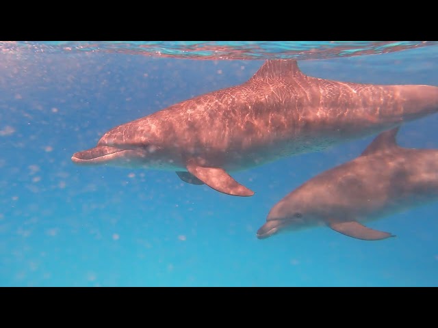 Dolphin swimming next to me in slo motion