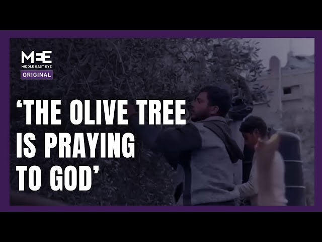 Palestinian man returns to Rafah and resumes picking olive trees spared from Israeli destruction