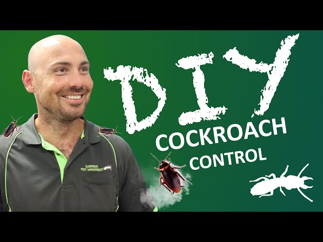 How Professionals Get RID of Cockroaches (DIY Pest Control)