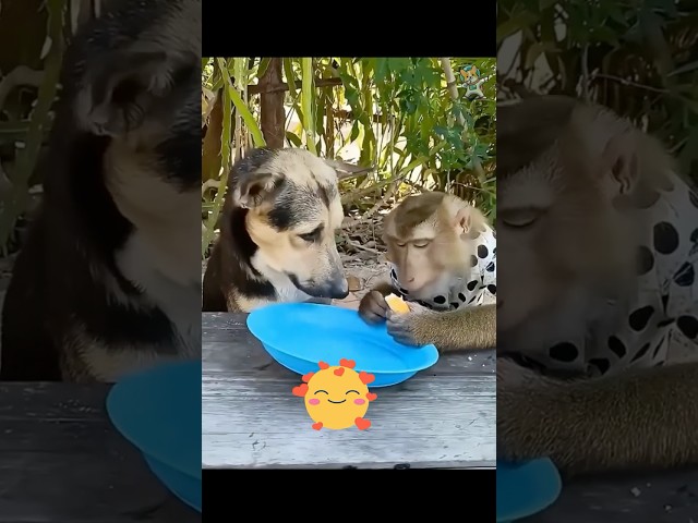 Battle of the Cutest: Monkeys vs. Puppies!