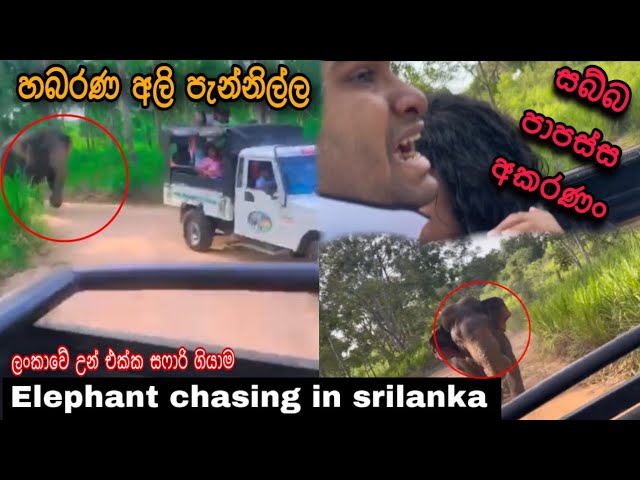 Sri lankan safari jeep attack 2023 ලංකාවේ සබ්බ පාපස්ස අකරණං #elephant #attack #viral #wild