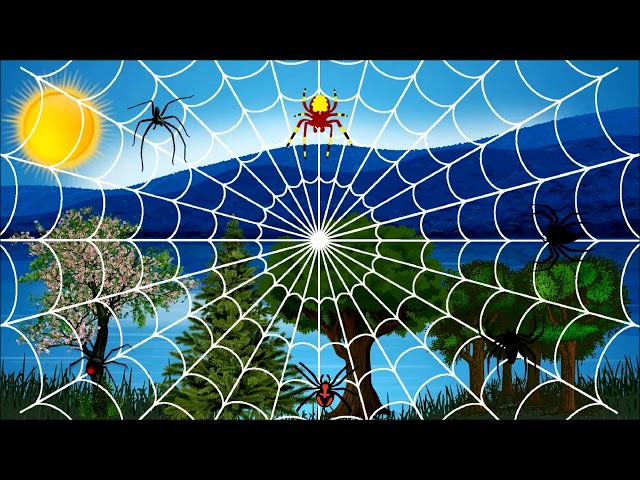 Spiders Video | Funny Games For Kittens & Cats  – Catch Hunt And Watch