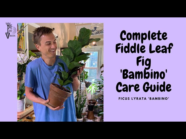 FIDDLE LEAF FIG 'Bambino' Care - Ficus lyrata Tree Care