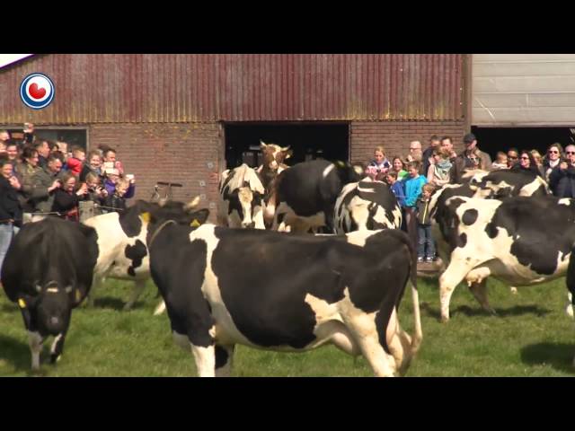 Cows coming out in the summer. Happy cows!