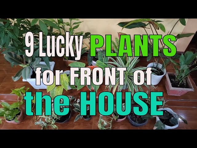 9 LUCKY PLANTS YOU SHOULD PLACE IN FRONT OF YOUR HOUSE TO ATTRACT WEALTH THIS 2022 | FENG SHUI TIPS