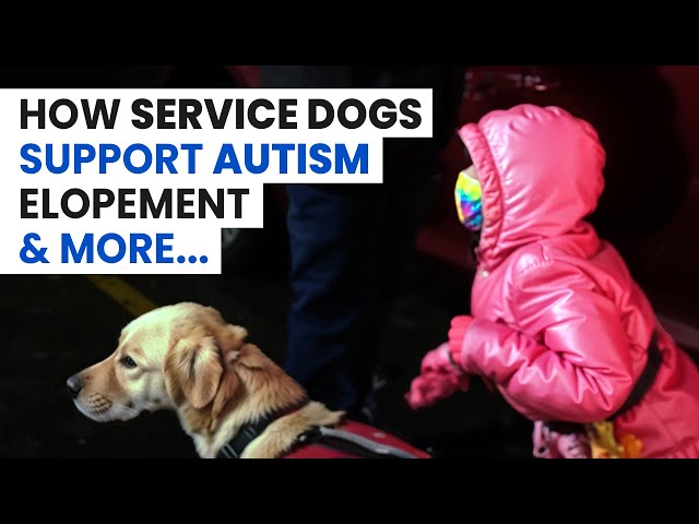 How a Service Dog Helps With Wandering, Anxiety, and Waiting | Autism Parenting (S3E136)