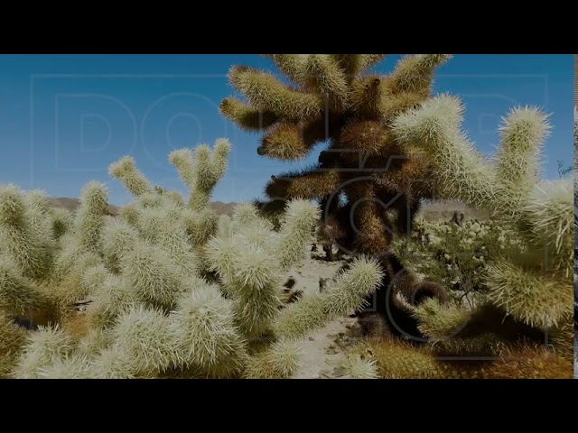 Close Up Steady Shot of a Joshua Tree | Stock footage of Joshua Trees | 1080p HD 25fps