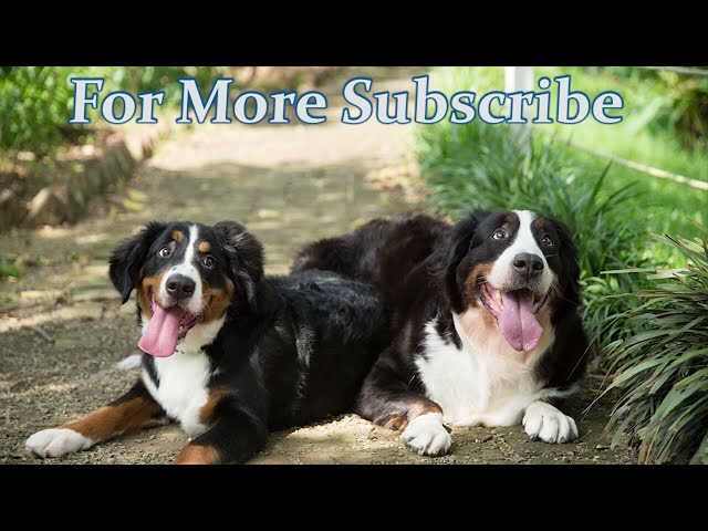 🤣 FUNNY DOGS 🐶 & 😻 CATS ULTIMATE CUTENESS TOP CUTEST SUPER Compilation 2022 | TRY NOT TO LAUGH #4