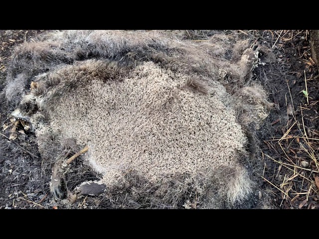 Thousands of Maggots consume dead possum