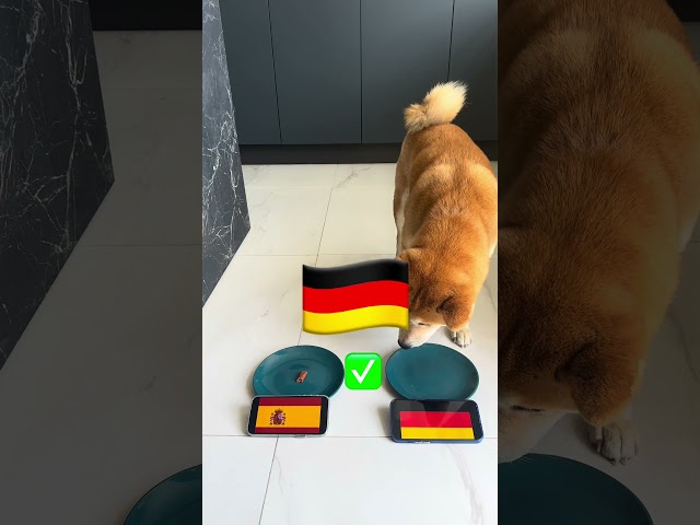 Dog Predicts EURO 2024 Champion: France vs Portugal, England, Spain vs Germany, Netherlands Turkey