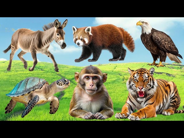 Cute Animals Collection: Hound, Goldfish, Iguana, Raccoon, Elephant, Cat, Hart - Animal Moments