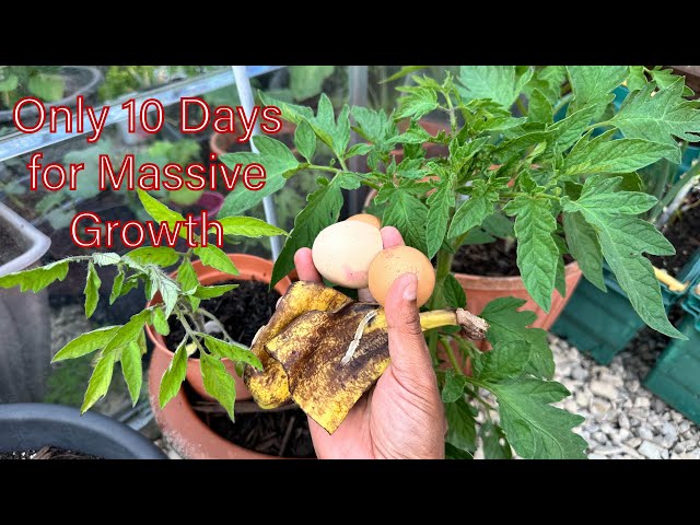 MUST Try! Amazing Results of Eggshells & Banana Peels on Tomato Plants #eggshells #bananapeel #grow