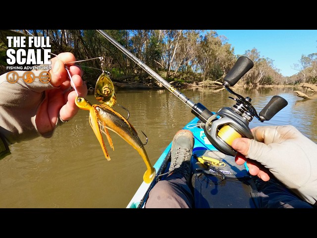 Murray Cod Fishing Topwater and Spinnerbaits | The Full Scale