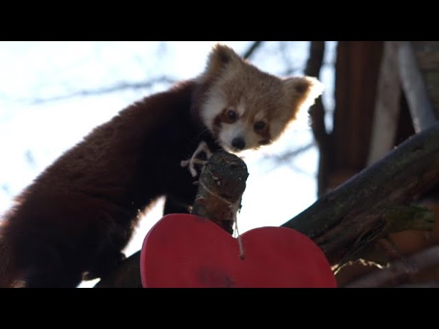 Il panda rosso Tashi esce dalla tana per San Valentino