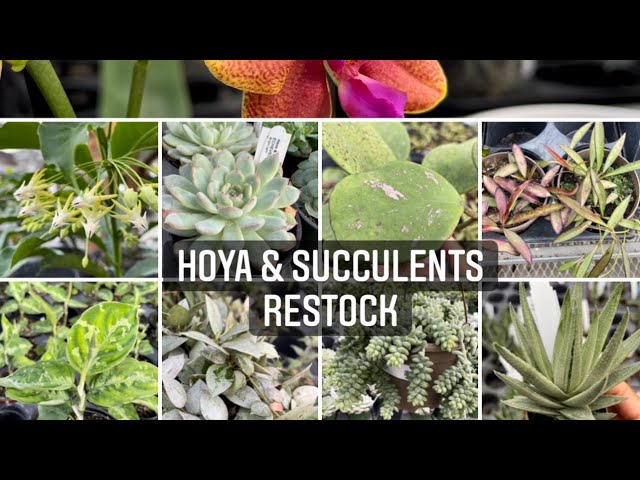 Plant shopping @ Vandermeer Nursery ( Hoya & succulents restock)