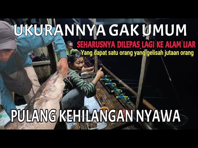 PEMBELAJARAN BUAT PENGHOBI MANCING SEHARUSNYA IKAN INI DILEPAS KE ALAM LIAR || MANCING MANIA