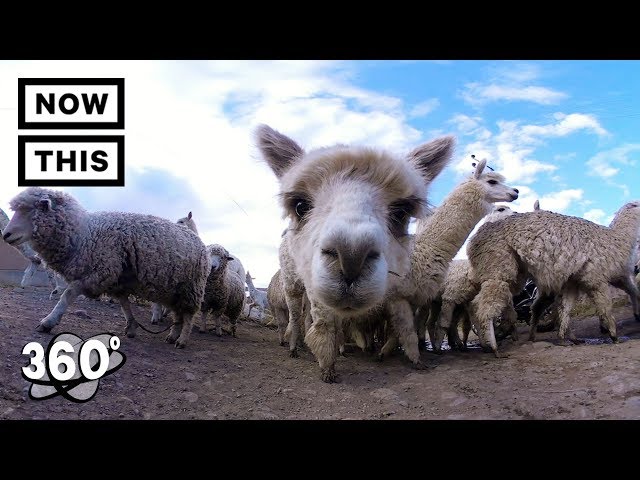 Alpacas of the Andes Mountains in Peru | Unframed by Gear 360 | NowThis