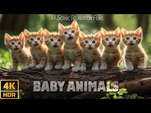 Baby Animals 4K 60FPS |🌿 Enjoy Exploring the world of cute wild animals with relaxing nature music