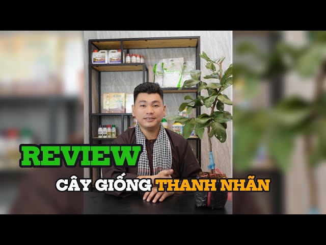 CÂY GIỐNG THANH NHÃN - NĂNG SUẤT CAO, CHẤT LƯỢNG VƯỢT TRỘI