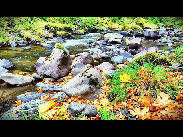 Babbling Brook Serenity | Calming Water Sounds for Sleep & Relaxation