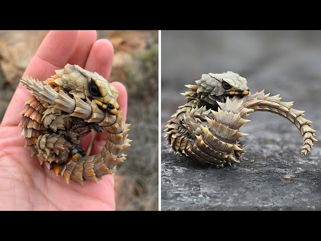 Armadillo Girdled Lizard 🦎 A Real-Life Dragon!