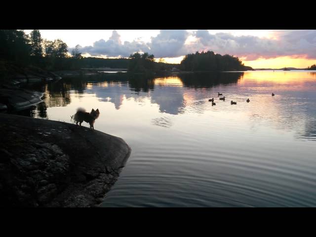 Dog meets ducks for first time