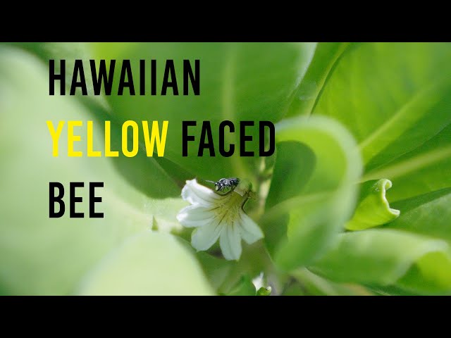 Saving the Hawaiian Yellow Faced Bee