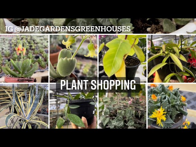 Plant shopping @ Jade Gardens & Greenhouses ( succulents, Hoya, Jade plants)