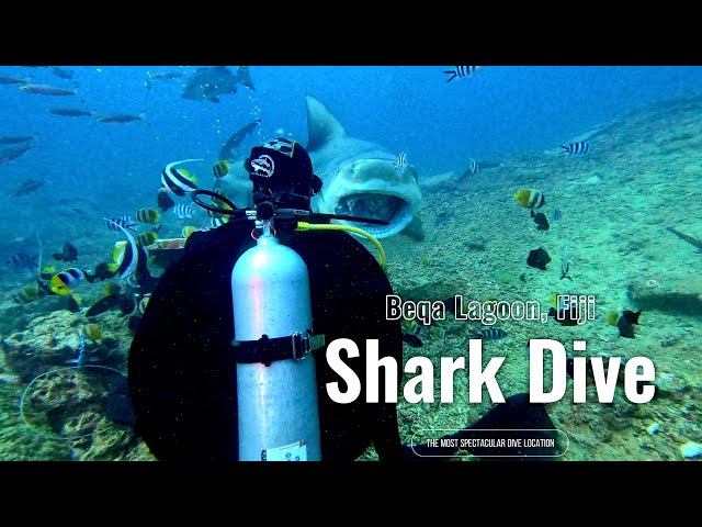 Unleashing the Wild: Shark Diving Adventure in Fiji's Beqa Lagoon (No Cages, 20m Deep)