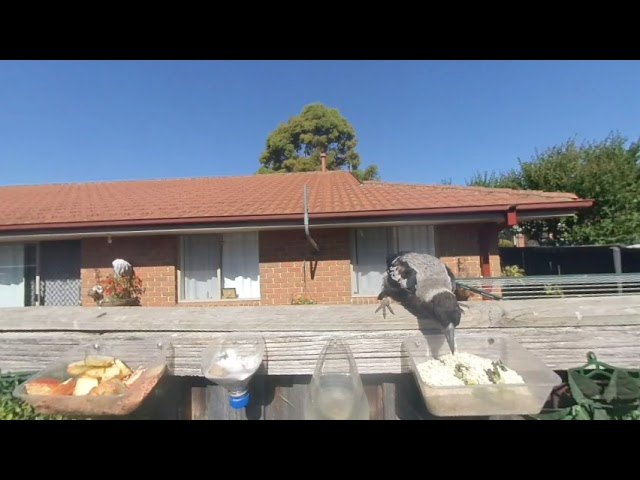 Baby Australian Magpie