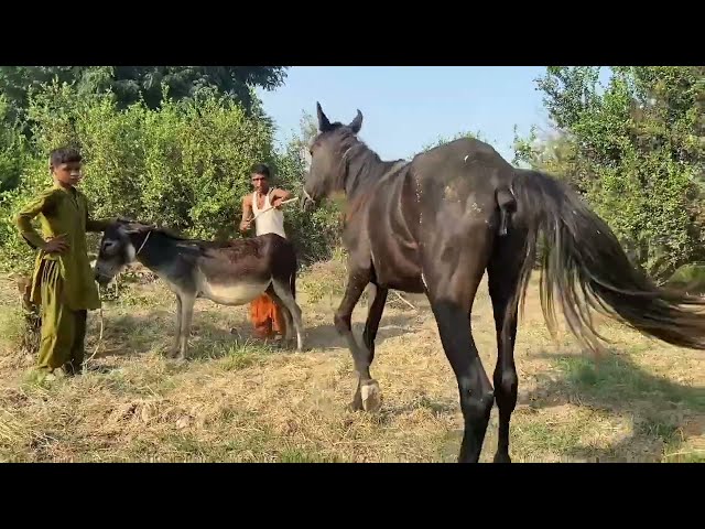 horse and donkey eating Grass